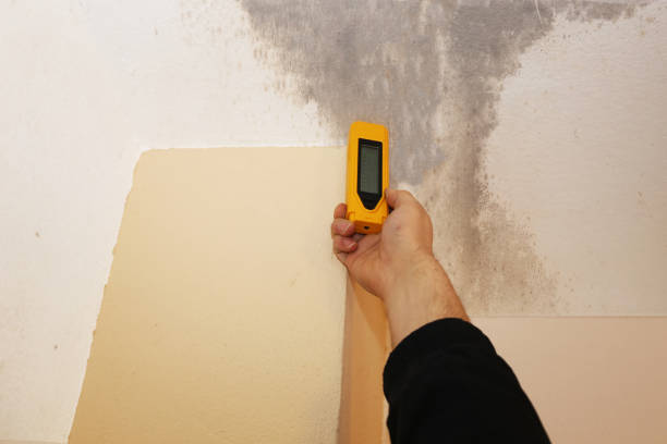Reliable Wolcott, IN Mold Removal Solutions