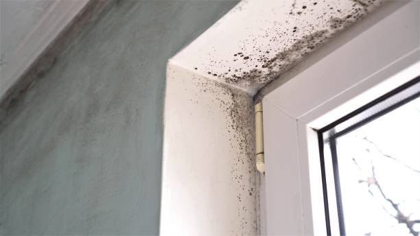 Best Forensic Mold Investigation  in Wolcott, IN