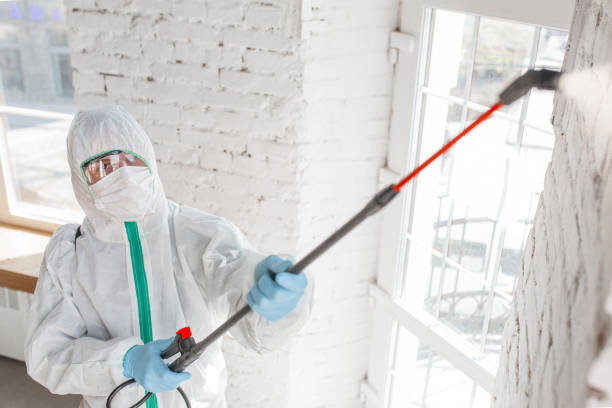 Best Basement Mold Removal  in Wolcott, IN