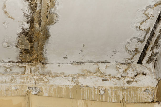 Biohazard Mold Removal in Wolcott, IN
