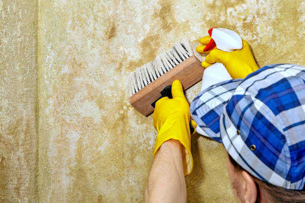 Best HVAC Mold Inspection and Cleaning  in Wolcott, IN