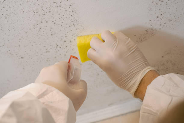 Best Mold Removal for HVAC Installations  in Wolcott, IN