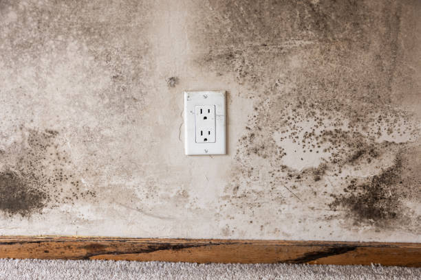 Best Commercial Mold Inspection  in Wolcott, IN