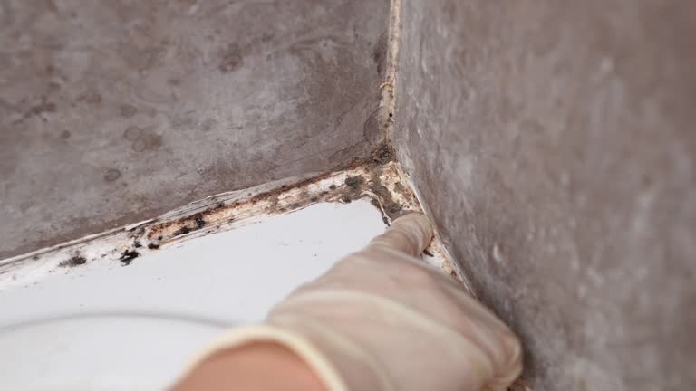 Best Emergency Mold Remediation  in Wolcott, IN