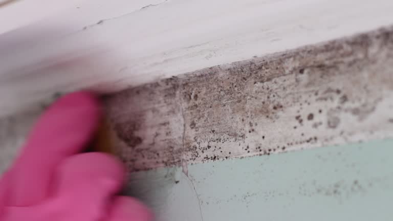 Best Attic Mold Removal  in Wolcott, IN